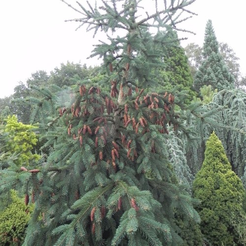 Picea glauca 'Filip's Weeping Wonder' - Kanada kuusk 'Filip's Weeping Wonder' C2/2L